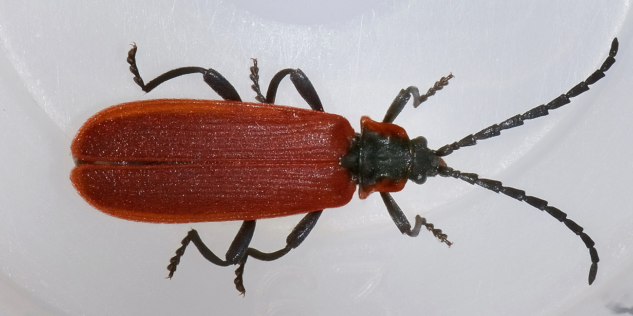 Lygistopterus anorachilus (Lycidae)